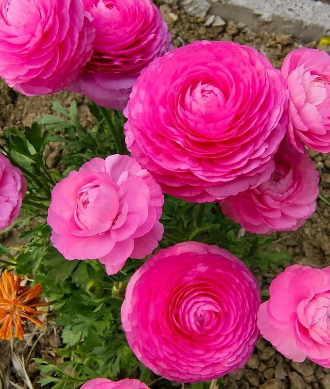 10pcs Peony Ranunculus Bulbs Mixed Corms Flower Bulb Garden Blooms Planting (Pink)