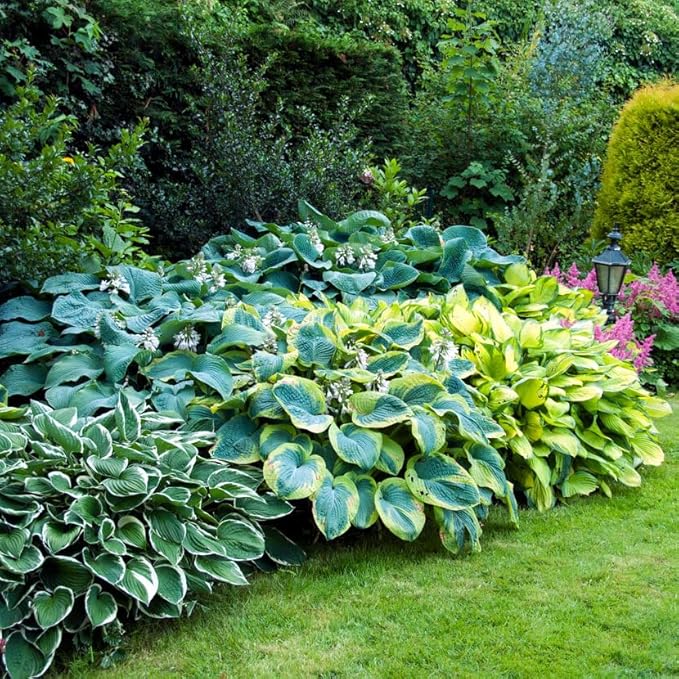 Garden State Bulb Hosta Variegated Mix, Bare Roots, Spring Planting (Bag of 18)