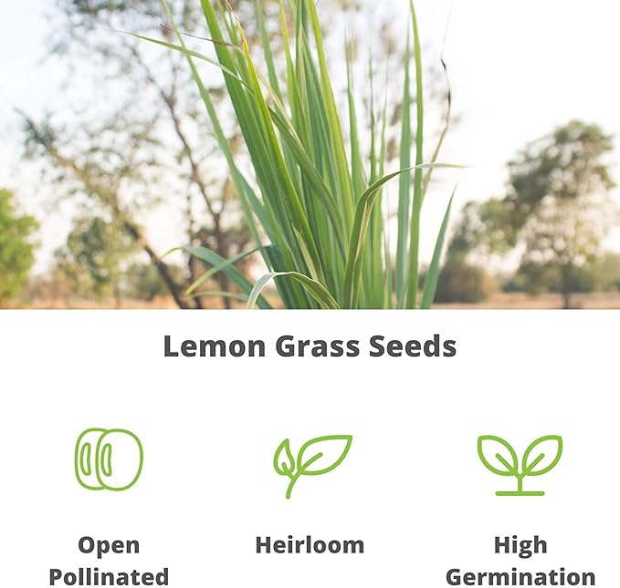 Lemon Grass Seeds - 1 Oz - Non-GMO, Heirloom Culinary Herb Garden Seeds - Cymbopogon flexuosus
