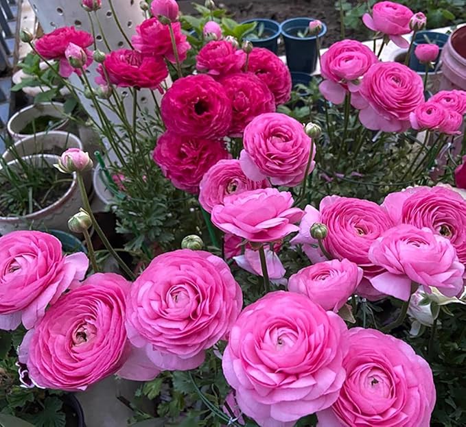 10pcs Peony Ranunculus Bulbs Mixed Corms Flower Bulb Garden Blooms Planting (Pink)
