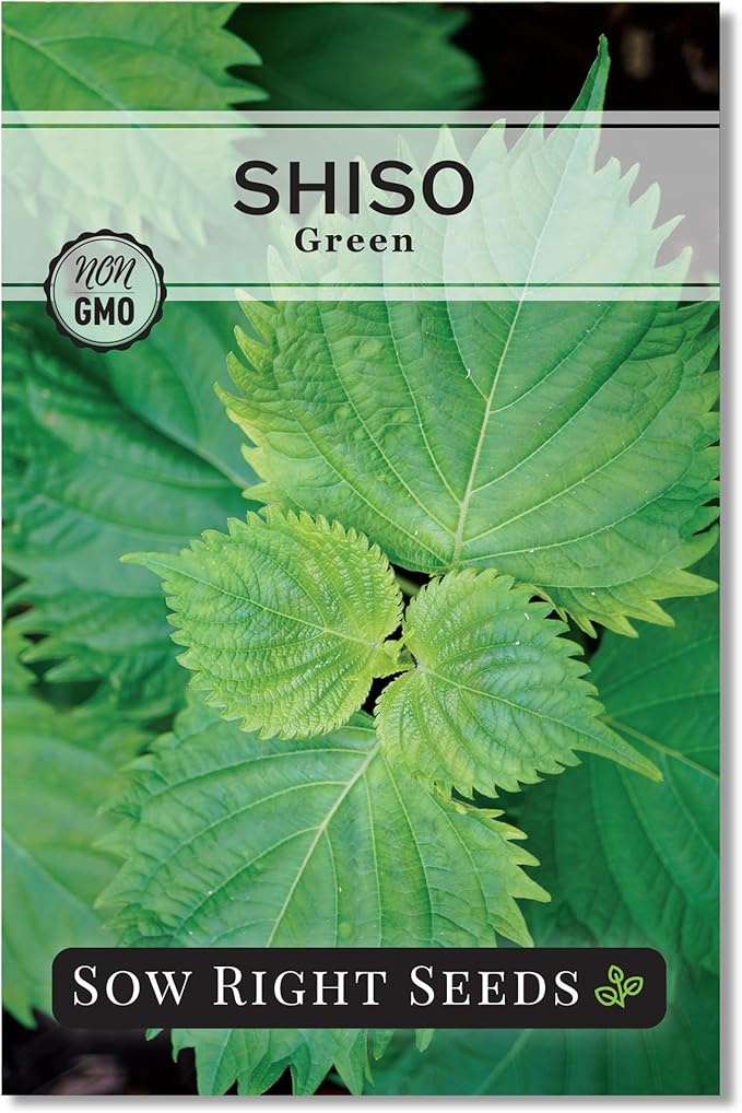 Sow Right Seeds - Green Shiso Seeds for Planting - Perilla Seeds Japanese Shiso - Non-GMO Heirloom Perilla Leaf - Ideal for Herb Gardens - Grow Flavorful Leaves for Asian Cuisine - Easy to Grow (1)
