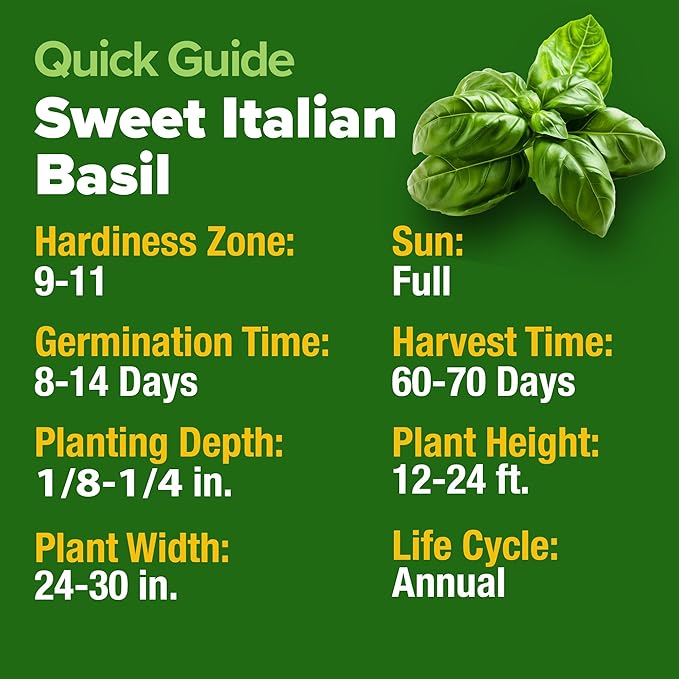 HOME GROWN Non GMO Italian Basil Seeds Bulk Pack 1,424 Sweet Large Leaf Basil Seeds for Planting and Heirloom Herb Seeds for Planting Indoors or Outdoors (Ocimum basilicum)