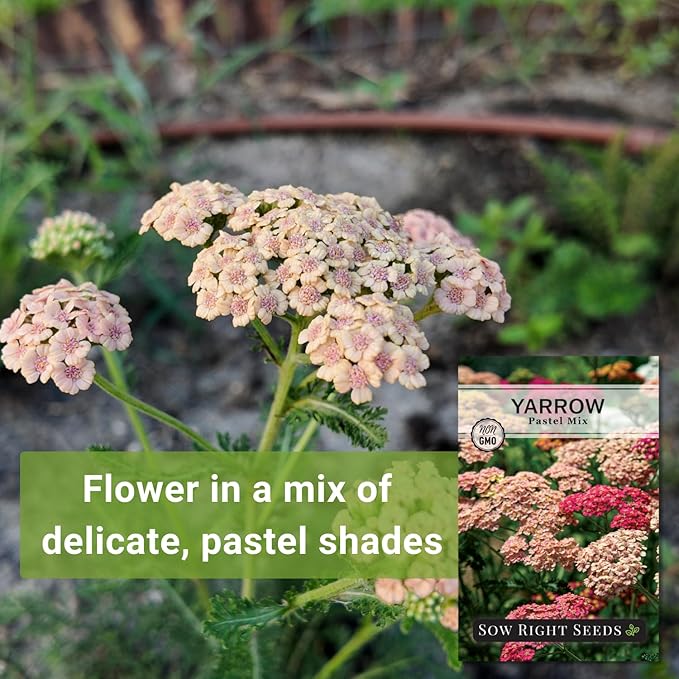 Sow Right Seeds - Pastel Mix Yarrow Seeds for Planting - Vibrant Yarrow Flowers for Attracting Pollinators - Perfect for Floral Gardens & Landscaping - Easy to Grow - Non-GMO Heirloom Herb (1)