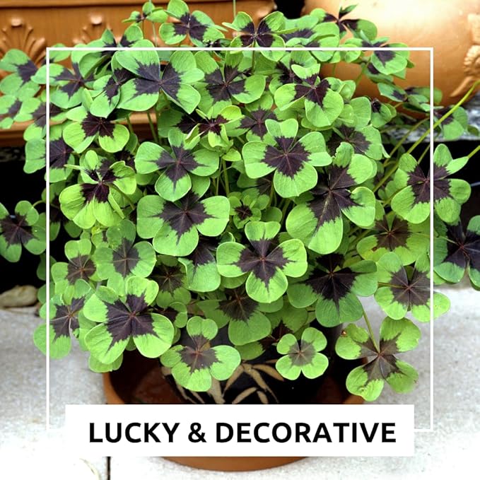 Iron Cross Shamrock Bulbs - 20 Bulbs to Plant - Good Luck Plant - Fast Growing Year Round Color Indoors or Outdoors - Oxalis Shamrock Bulbs