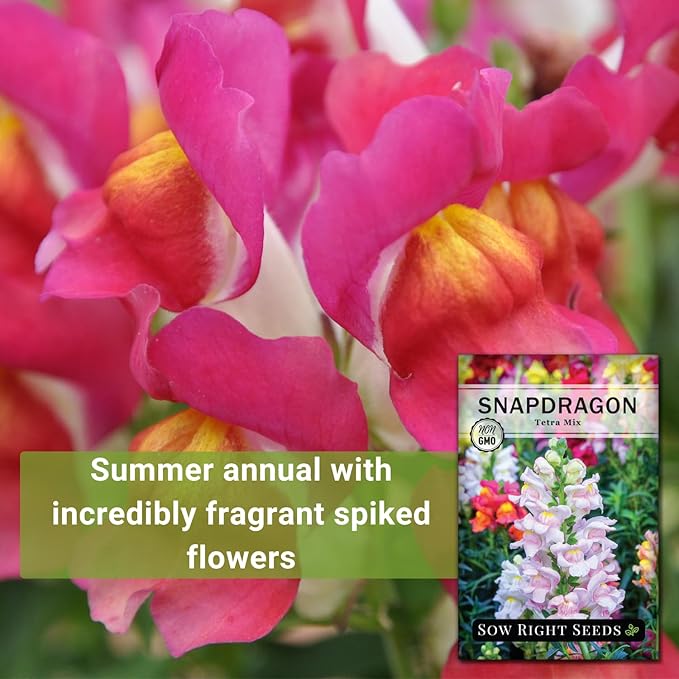 Sow Right Seeds - Tetra Mix Snapdragon Flower Seeds for Planting - Non-GMO Heirloom Packet with Instructions to Grow - Fragrant Annual Flower Spikes in a Mix of Colors - Half Tall for Front Beds (3)