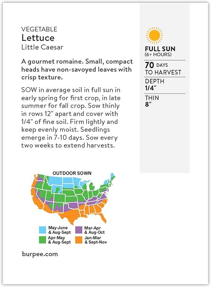 Burpee 'Little Caesar' Lettuce Seeds - 680mg Non-GMO Lettuce Head Seeds - Burpee Exclusive, Heirloom, Container Friendly, Vegetable Garden Planting, Easy Grow Lettuce (Lettuce, Little Caesar)