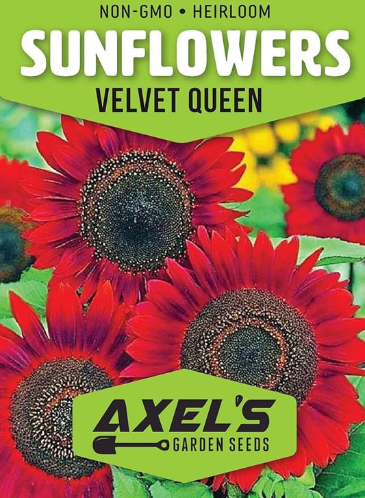 Red Sunflower Seeds for Planting - 50 Heirloom Non GMO Velvet Queen Flower Seeds Plant & Grow Home Outdoor Annual Garden - 1 Packet