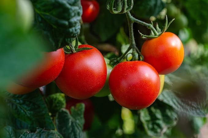 Set of 50 Premium Variety Herbs and Vegetables - Deluxe Garden Choices for Premium Gardening! (50 Variety Premium Garden Vegetable)