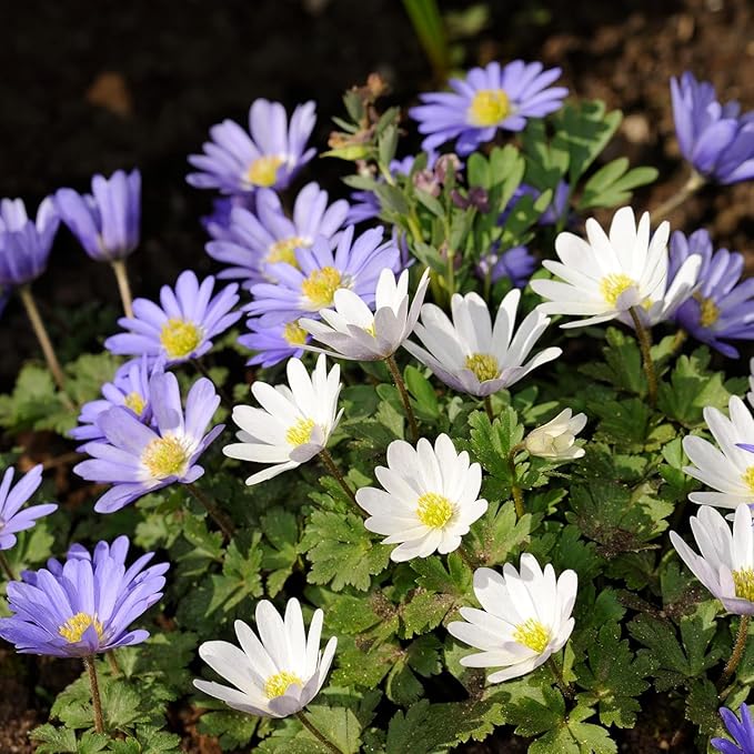 Amazing Deal-Complete Spring & Summer 100 Bulbs Blooming Bee & Butterfly Garden Collection-Beautiful Flowers that Attract Bees, Butterflies, Hummingbirds & Other Pollinators-Easy to Grow 1000's Sold
