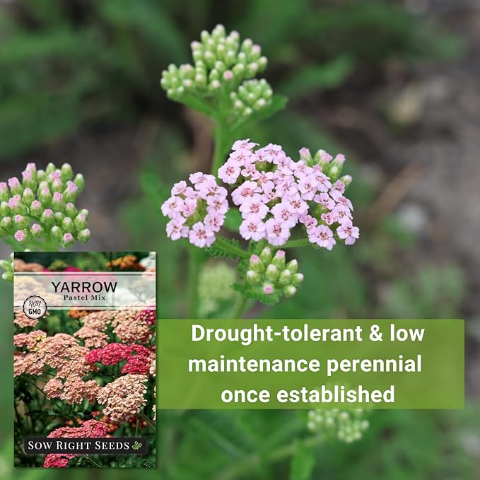 Sow Right Seeds - Pastel Mix Yarrow Seeds for Planting - Vibrant Yarrow Flowers for Attracting Pollinators - Perfect for Floral Gardens & Landscaping - Easy to Grow - Non-GMO Heirloom Herb (2)