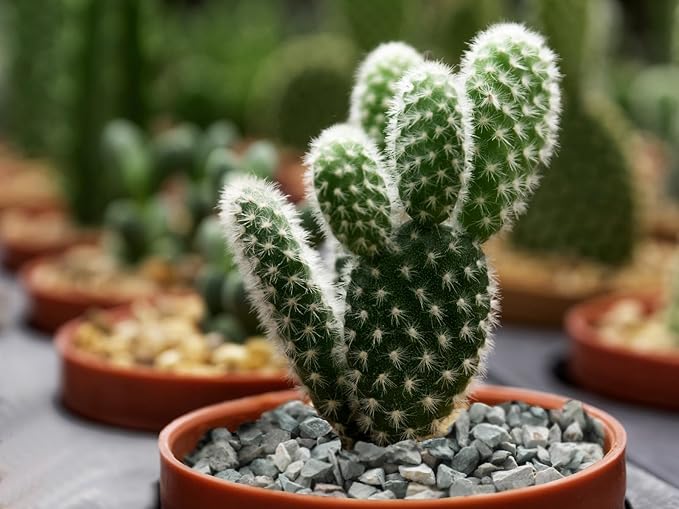 Boniosz 2lb Succulents and Cactus Green Zeolite, Décor & Additive Rocks, Natural Decorative Gravel for Bonsai, Fairy Gardening, DIY Projects, Vases Fillers, Terrarium