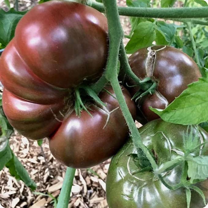 Cherokee Purple Tomato Seeds, Approx 106 Seeds - Non-GMO Heirloom Tomato Vegetable Seeds for Planting Garden Outdoor