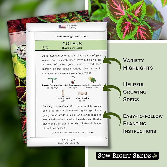 Sow Right Seeds - Rainbow Mix Coleus Seeds for Planting - Non-GMO Heirloom Variety - Vibrant Tropical Plant Blooms - Ideal for Gardeners, Easy to Grow - Indoor/Outdoor Use - Colorful Foliage (2)