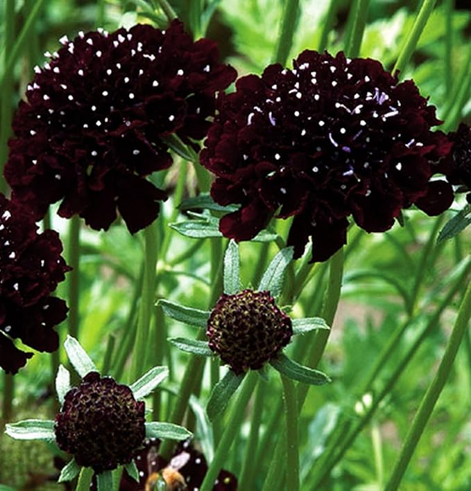 Double Purple Scabiosa Seeds - 100 Pcs Perennial Pincushion Flower Seeds