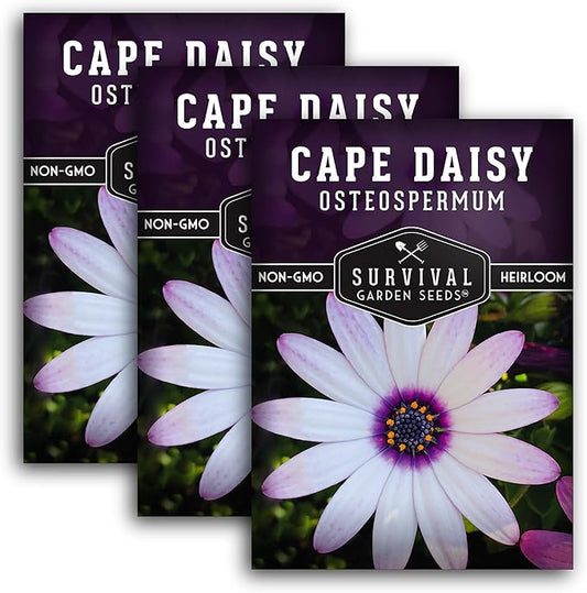 Cape Daisy Seeds for Planting - Osteospermum Ecklonis - White Petals with Purple Eyes, Long Blooming Annual to Tender Perennial Flower Variety - Survival Garden Seeds (3 Packs)