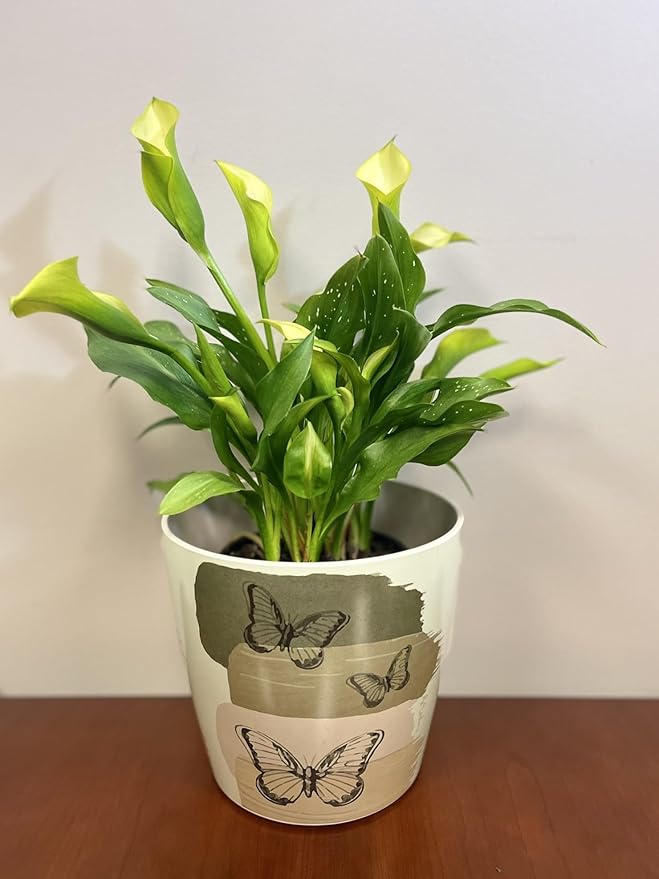 7” Self-Watering Pot – Eco-Friendly Bamboo Planter, Biodegradable & Plastic-Free, Indoor/Outdoor Plant Pot with Built-in Water Well for Healthy Root Growth