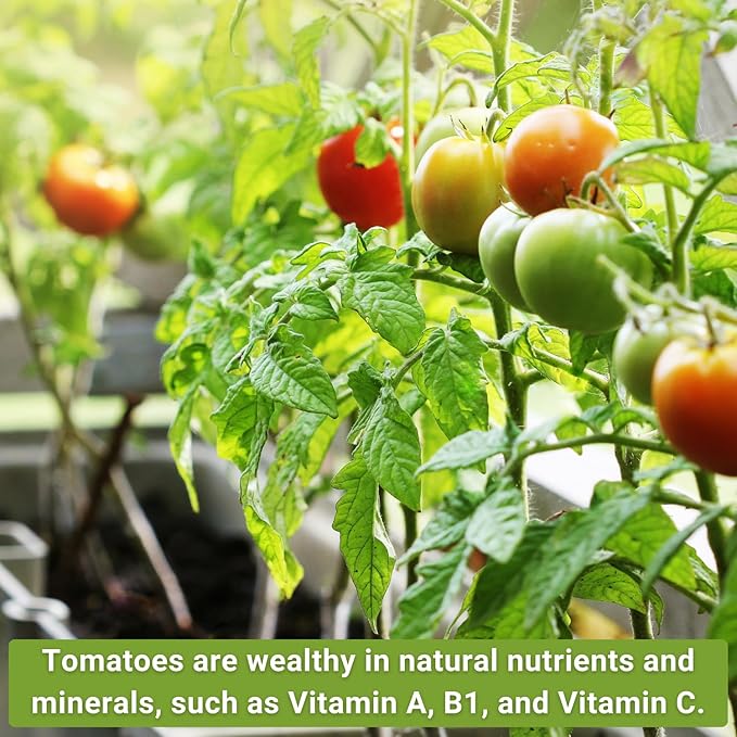 Sow Right Seeds - Classic Tomato Seed Collection for Planting - Cherokee Purple, Beefsteak, Large Red Cherry, Marglobe, and Roma Tomatoes - Non-GMO Heirloom Varieties Plant a Home Vegetable Garden