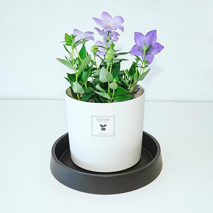 Plant Saucer Tray for Ceramic Plastic Pots, 8 inch Plant Saucers for Indoors, Pot Saucers Trays, Bird Bath Bowls, Flower Planter Water Drip Trays for Pots Base (8", Black)