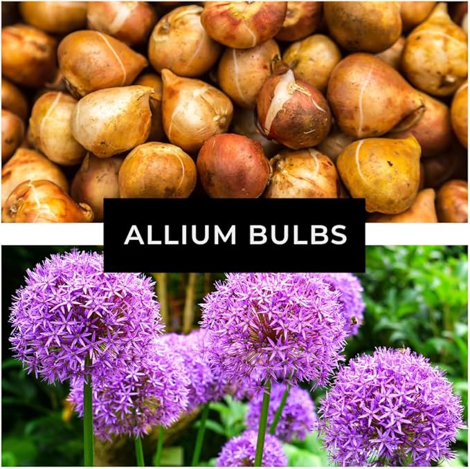 5 Dark Purple Allium Bulbs - Blooming Onion, Perennial Garden Flower - Fall Bulbs That Make Giant Round Purple Flowers