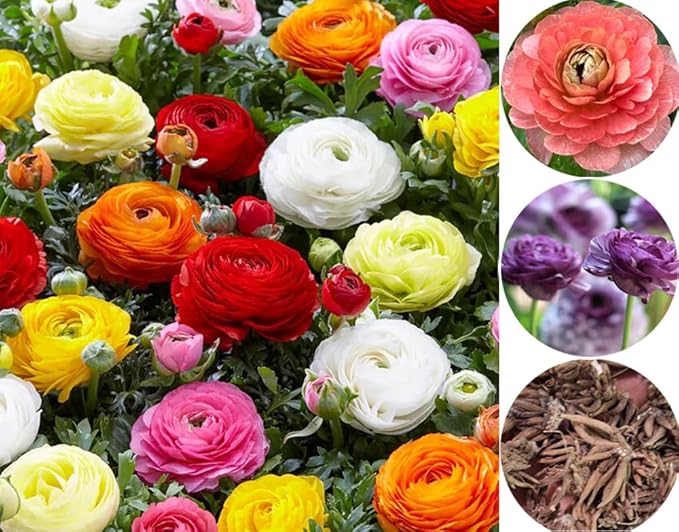 10pcs Peony Ranunculus Bulbs Mixed Corms Flower Bulb Garden Blooms Planting (Mixed)