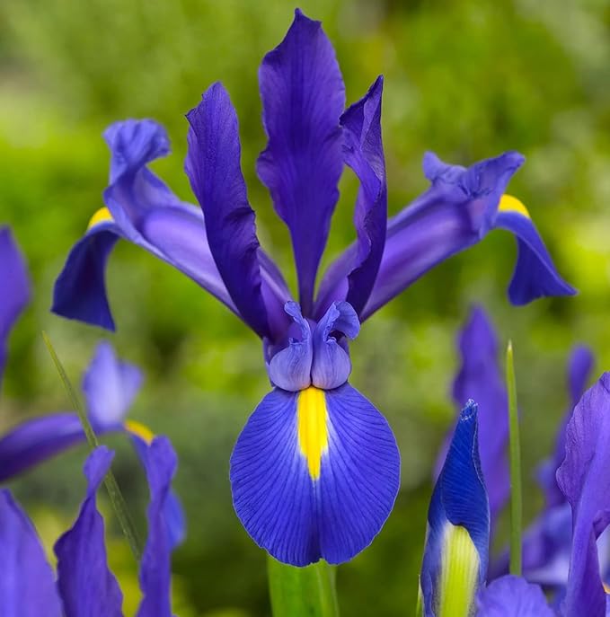 Blue Magic Dutch Iris Bulbs - Perfect Cut Flower Variety, Blue Magic Iris Bulbs for Planting - Sweet Fragrance Iris Flowering Plant (10 Pack)