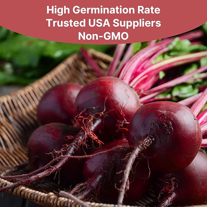 Groundio Detroit Dark Red Beets Seeds | 1500+ Non-GMO Vegetable Seeds for Planting Indoor, Outdoor or Hydroponic | Red Beet for Home Garden Seeds, Beta vulgaris