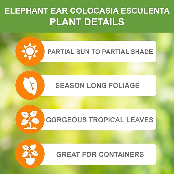 Garden State Bulb Colocasia Esculenta Elephant Ear Bulbs, 7/9 inches, Spring Planting (Bag of 20)