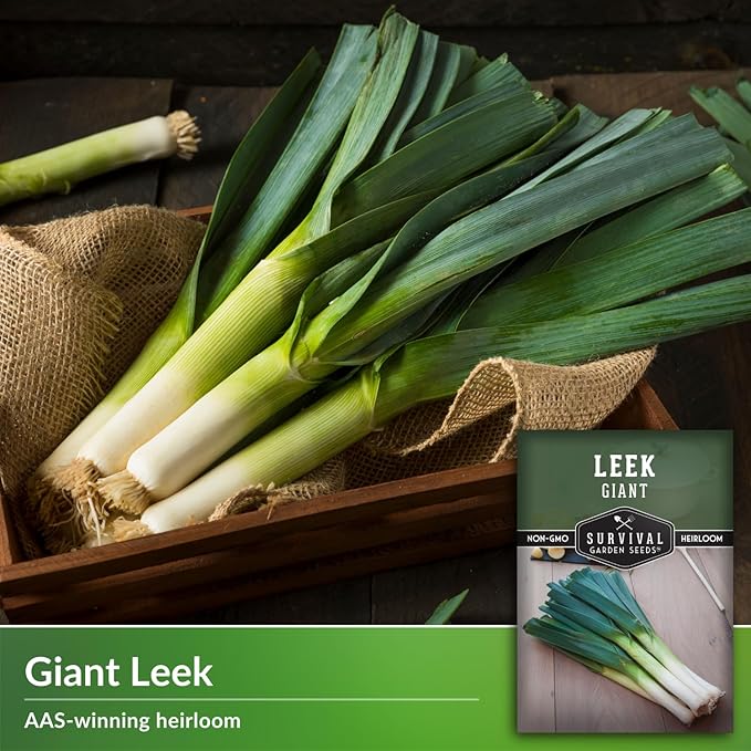 Survival Garden Seeds Giant Leek Seed for Planting - 2 Packets with Instructions to Plant and Grow Enormous Leeks in Your Home Vegetable Garden - Non-GMO Heirloom