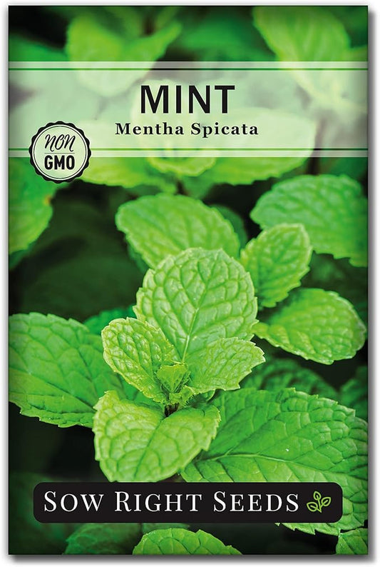 Sow Right Seeds - Mint Seeds for Planting - Non GMO Heirloom Perennial Herb for Indoor or Outdoor Planting - Ideal for Kitchen Herb Garden - Perennial Growing Plants - Packet with Instructions (1)