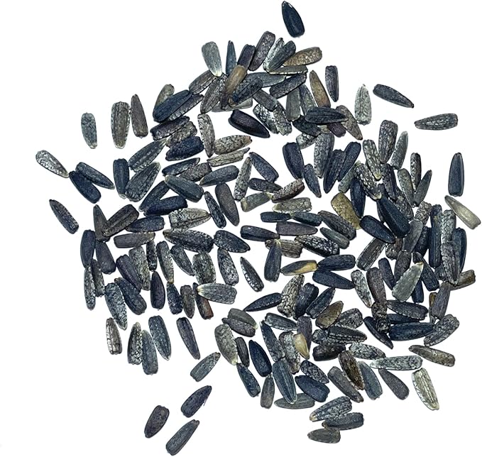 Seed Needs Sunflower Seeds for Planting Italian White Sunflowers - Heirloom & Open Pollinated Flower Seed to Plant Pale Yellow Flowering Plants in a Butterfly Garden (1 Pack)