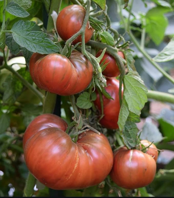 Cherokee Purple Tomato Seeds, Approx 106 Seeds - Non-GMO Heirloom Tomato Vegetable Seeds for Planting Garden Outdoor