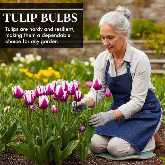 Pre-Chilled Purple Flaming Flag Tulip Bulbs – Set of 4 - Force Indoors in Winter or Plant Outdoors | Cheerful Winter Flowers - Early Spring Blooms, Vibrant Purple Flowers, Holiday Gift for Gardeners