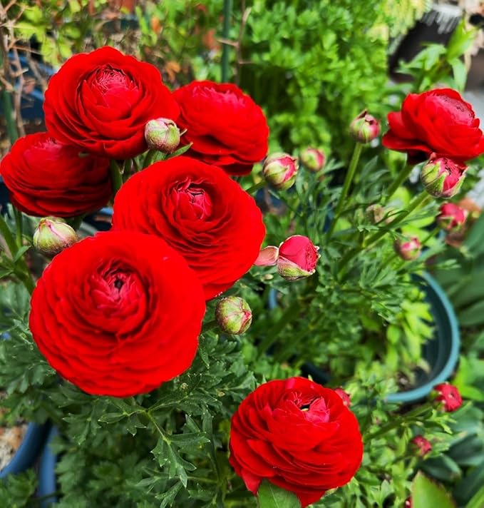 10 pcs Peony Ranunculus Bulbs Mixed Corms Flower Bulb Garden Blooms Planting (Red)