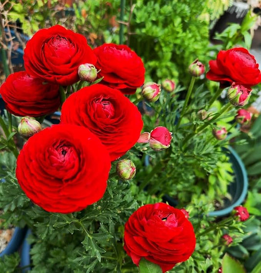 10 pcs Peony Ranunculus Bulbs Mixed Corms Flower Bulb Garden Blooms Planting (Red)