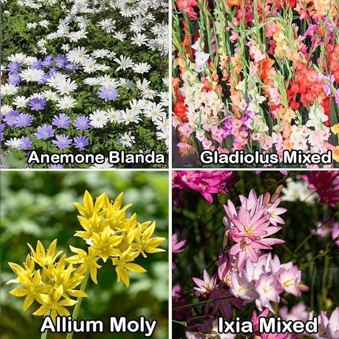 Amazing Deal-Complete Spring & Summer 100 Bulbs Blooming Bee & Butterfly Garden Collection-Beautiful Flowers that Attract Bees, Butterflies, Hummingbirds & Other Pollinators-Easy to Grow 1000's Sold