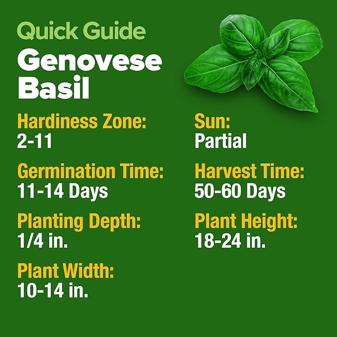 HOME GROWN Non GMO Genovese Basil Seeds Pack 1,750+ High Germination Heirloom Seeds (Ocimum basilicum) Herb Seeds for Planting Indoor & Outdoor Gardening, for Culinary Use