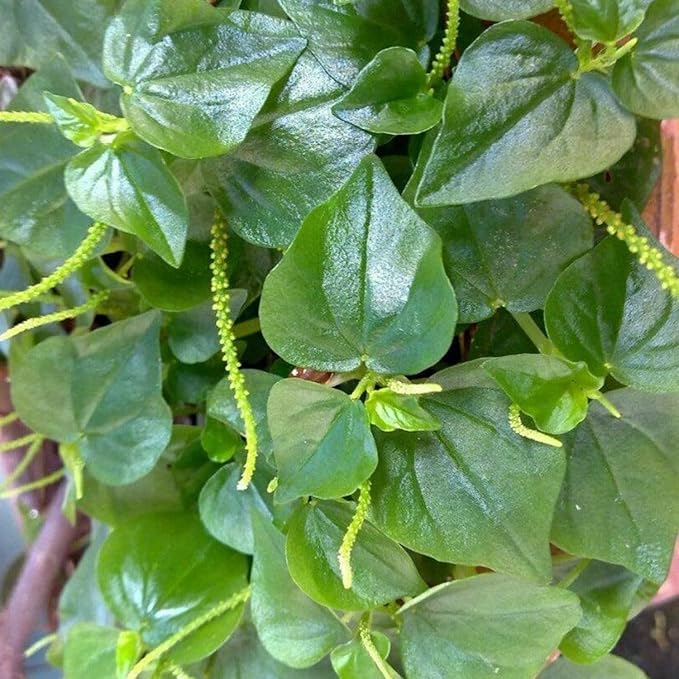 5000+ Crab Claw Herb Seeds Vegetable Seeds Organic Non-GMO Seeds Shiny Bush Plant High Germination Rate