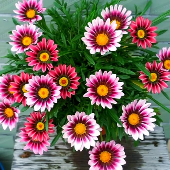 Gazania Rigens Seeds: 300 PCS Premium Mix – Heat-Tolerant, Ornamental Flowers Long-Blooming Hardy Annual for Patio, Garden Landscaping & Rock Gardens