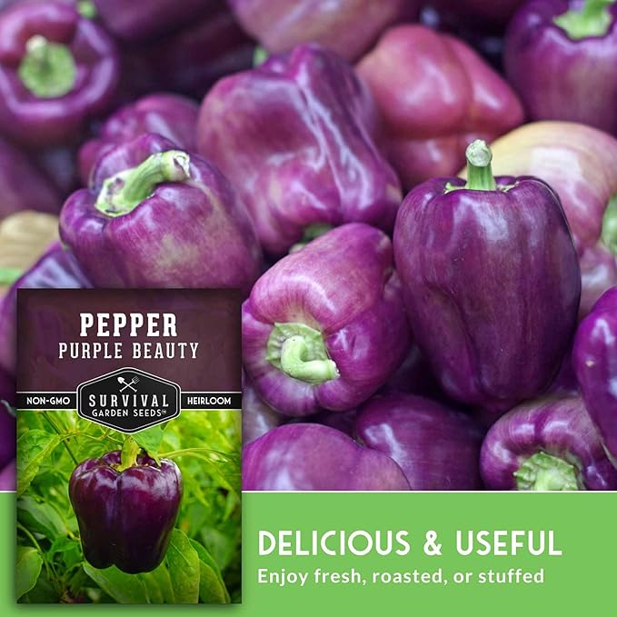 Purple Beauty Bell Pepper Seeds for Planting | Heirloom Sweet Purple Bell Peppers for Home Gardens – Non-GMO Open-Pollinated – Survival Garden Seeds (1 Pack)