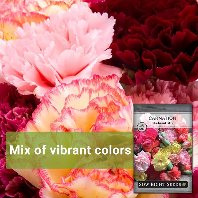 Sow Right Seeds - Chabaud Mix Carnation Seeds for Planting - Non-GMO Heirloom Dianthus Variety Ideal for Outdoor Gardens - Grow Large Carnation Plants - Easy to Sow and Bloom Beautiful Flowers (3)