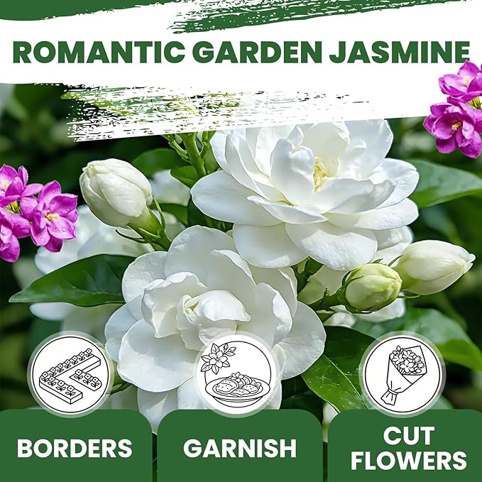 Jasmine Seeds for Planting Mixed Colors (White & Purple), Midnight Perfume Jasmine Seeds, 200+ Fragrant Flower Seeds, Easy to Grow Garden Flowers for Indoor Outdoor
