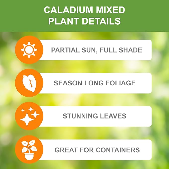 Garden State Bulb Mixed Caladium Bulbs, Bare Roots, Spring Planting (Bag of 20)