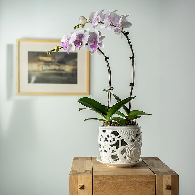 HERDUK Ceramic Orchid Pot, Orchid Pots with Drainage Holes & Saucer 6.5 Inch,Orchid Pot for Repotting Indoor, Orchid Containers with Precise Aeration & Drainage