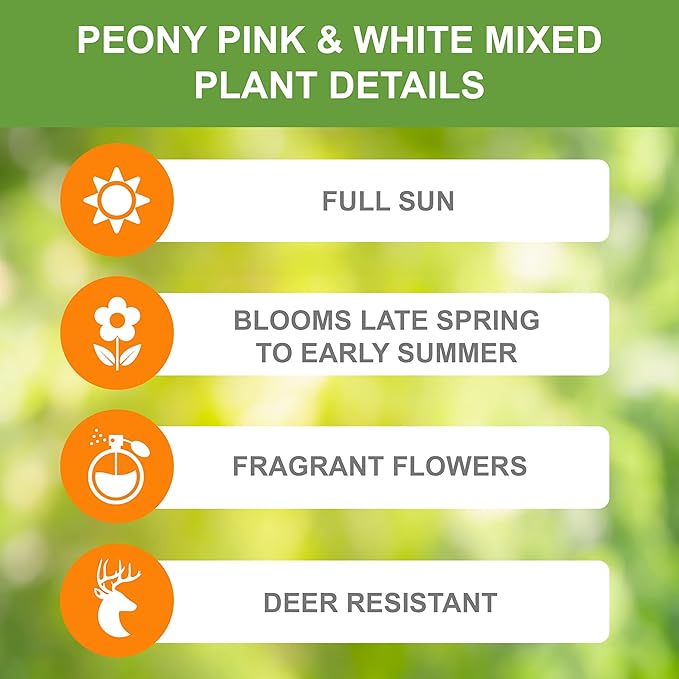 Garden State Bulb Pink and White Mix Peony Flower Bulbs, Spring Planting (Bag of 3)