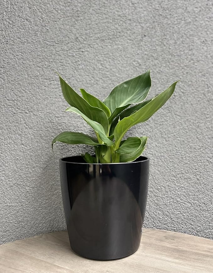 7” Self-Watering Pot – Eco-Friendly Bamboo Planter, Biodegradable & Plastic-Free, Indoor/Outdoor Plant Pot with Built-in Water Well for Healthy Root Growth