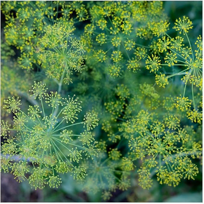 Everwilde Farms - 2000 Dukat Dill Herb Seeds - Gold Vault Jumbo Seed Packet