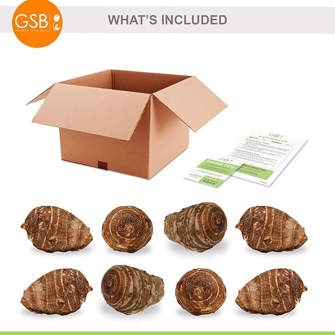Garden State Bulb Premium Black Magic Elephant Ear Bulbs, 7/9 inches, Spring Planting (Bag of 8)
