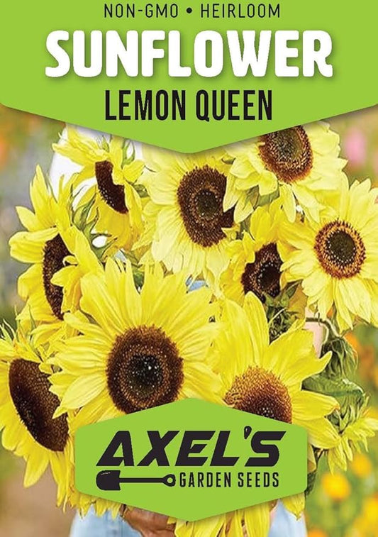 Seed Packets for Planting Lemon Queen Sunflowers in Home Outdoor Garden - Heirloom Non-GMO Flower Seed Packets
