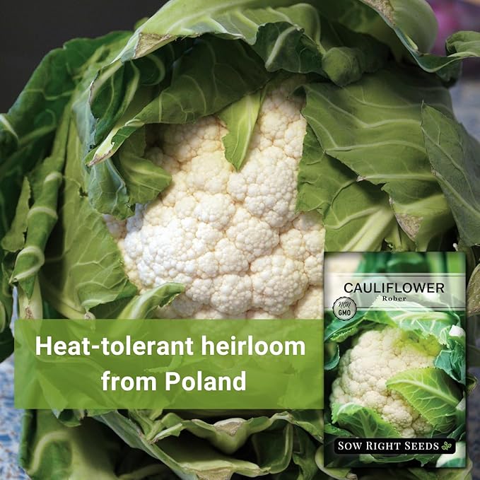 Sow Right Seeds - Rober Cauliflower Seeds for Planting - Non-GMO Heirloom Packet with Instructions to Plant & Grow an Outdoor Home Vegetable Garden - Climate Adaptable with Large Heads (1)