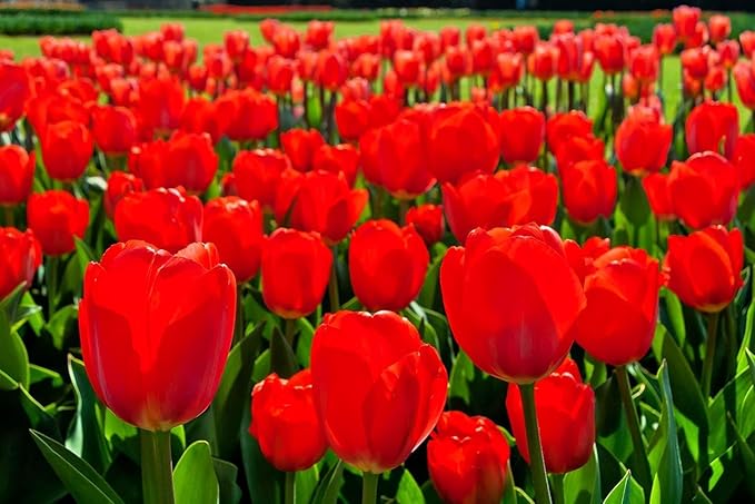 Pre-Chilled Tulip Bulbs – Set of 4 Bulbs | Ready to Force Indoors or Plant Outdoors (Red Tulips)